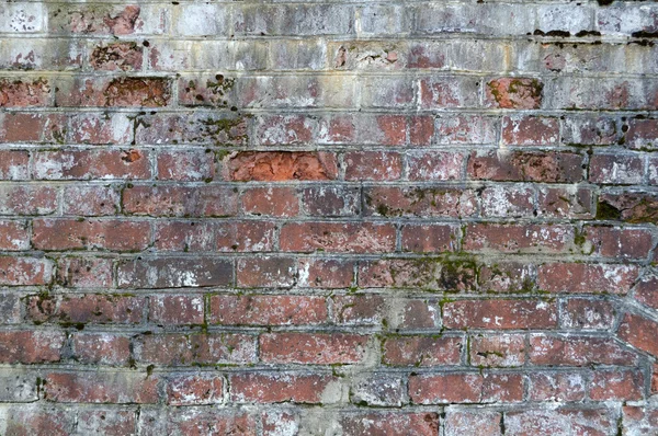 Grunge mursten wal - Stock-foto