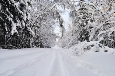 Ski track in winter forest clipart