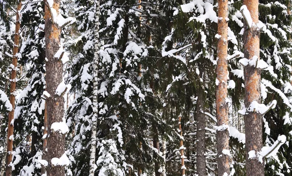 Abedul y pino cubiertos de nieve — Foto de Stock