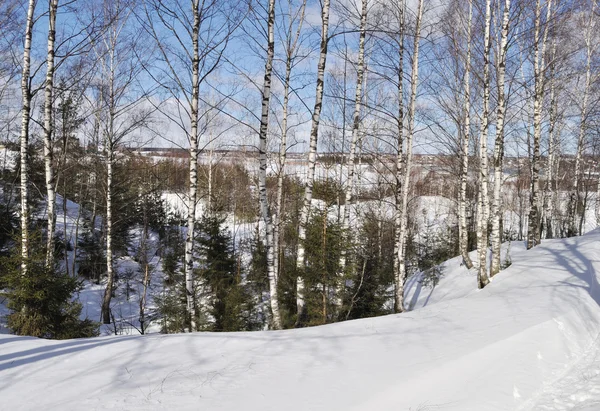 Kışın huş ağaçları — Stok fotoğraf