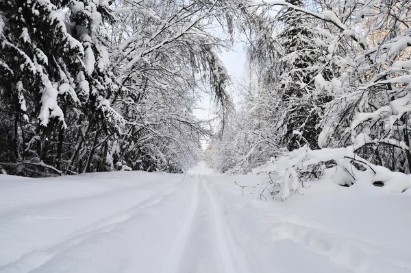 Skidspår i vinterskog — Stockfoto