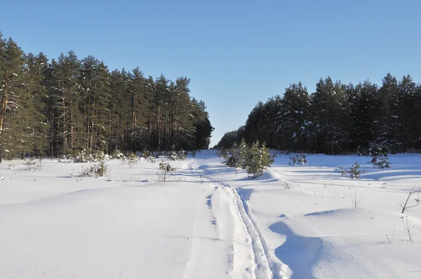 Большая поляна с лыжней в зимнем лесу — стоковое фото