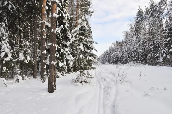 Lyžařská dráha v zimním lese — Stock fotografie