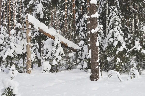 Zlomený strom v zimním lese — Stock fotografie