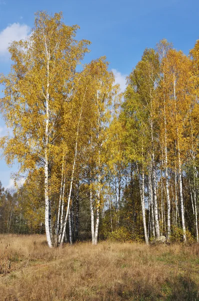 Herfst berk hout — Stockfoto