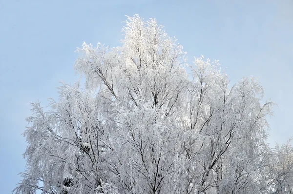 Sneeuw bedekte boom — Stockfoto