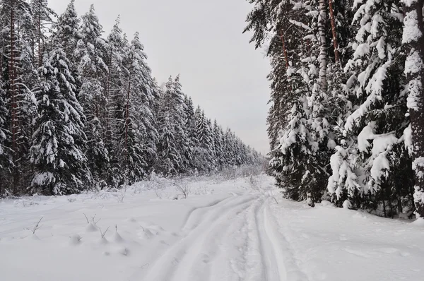 Trilhas na floresta de inverno — Fotografia de Stock