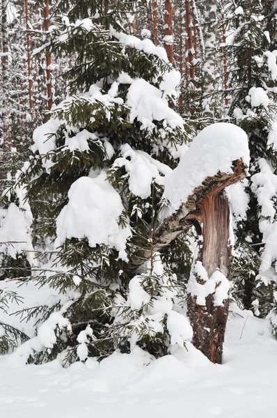 Заснеженные деревья в зимнем лесу — стоковое фото