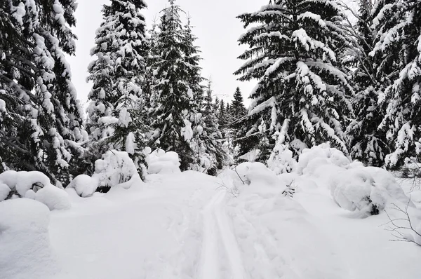 Szlaki w zimowym lesie — Zdjęcie stockowe