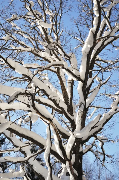 雪の下の裸のオークの木 — ストック写真