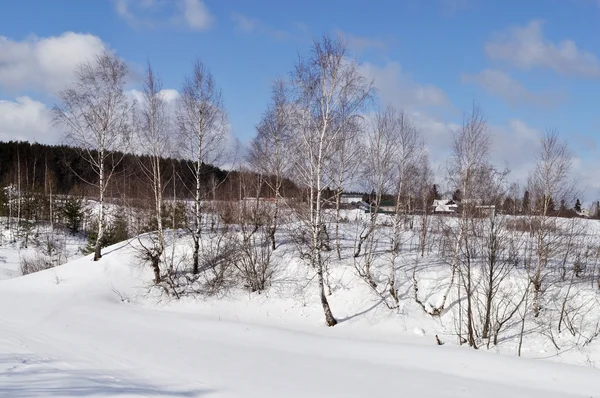 A hegyen, a téli időszakban a nyírfa — Stock Fotó