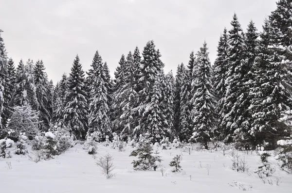 Abeto cubierto de nieve en el bosque de invierno —  Fotos de Stock