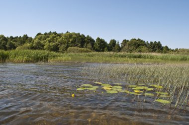 Shore of lake in summer time clipart