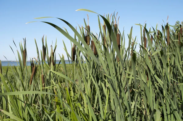 Cattail thickets — Stock Photo, Image