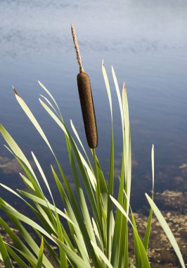 Cattail clipart