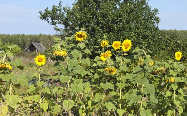 Blühende Sonnenblumen — Stockfoto