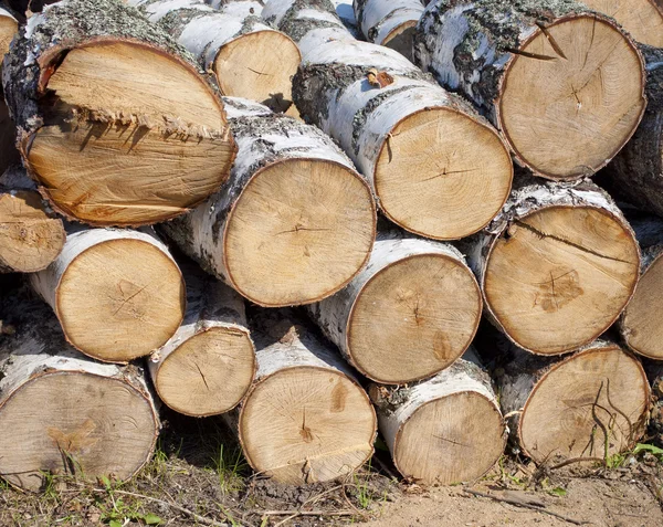 Pile of birch firewood — Stockfoto