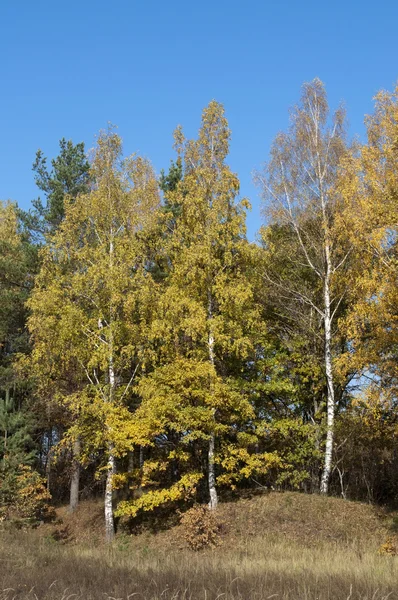 Żółte brzozy na wzgórzu — Zdjęcie stockowe