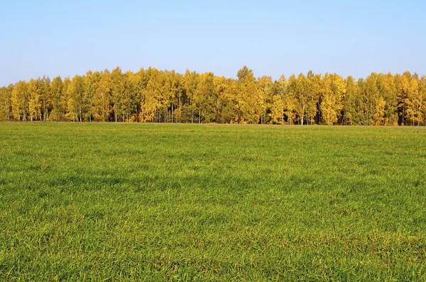 Champ vert et arbres jaunes en automne — Photo