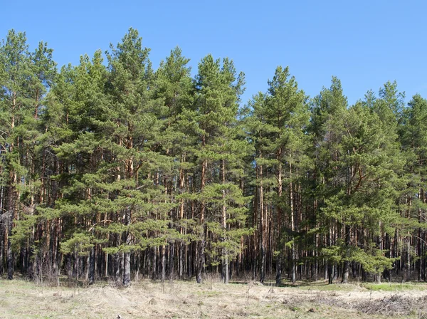 Alberi di pino in una radura forestale — Foto Stock