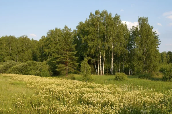 Цветущая лесная поляна — стоковое фото