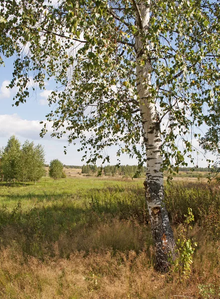Березове дерево на краю поля — стокове фото