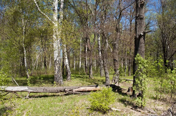 Floresta na primavera — Fotografia de Stock