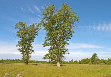 Country road in the meadow clipart