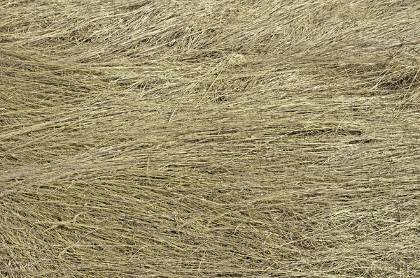 Hintergrund aus trockenem Gras — Stockfoto
