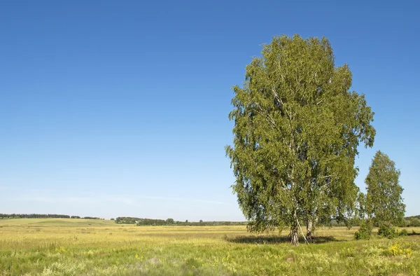 Veld en berken bomen — Stockfoto