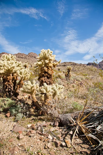 Kaktus drzew — Zdjęcie stockowe