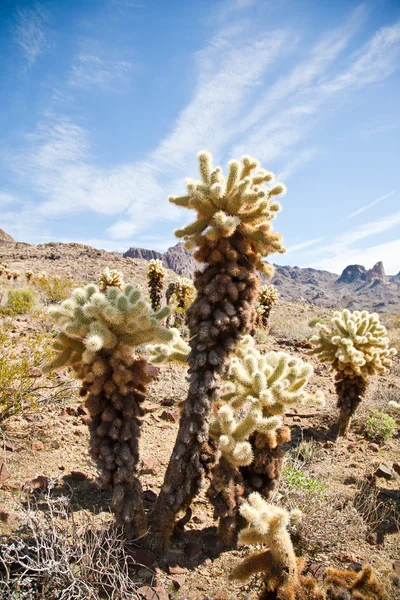 Alberi di cactus — Foto Stock