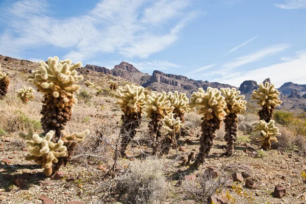 Cactus bomen — Stockfoto