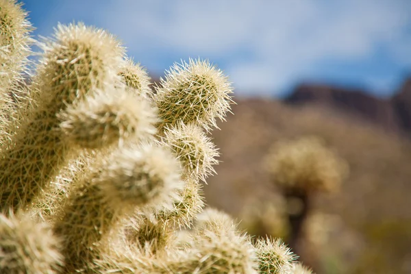 Cactus trees — Stock Photo, Image