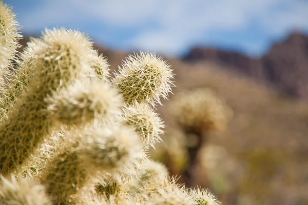 Kaktusz fák — Stock Fotó