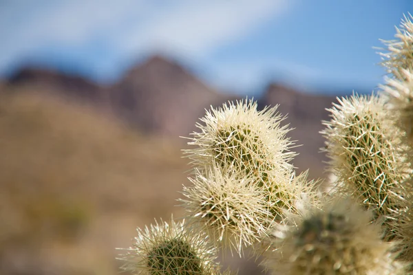 Kaktusz fák — Stock Fotó
