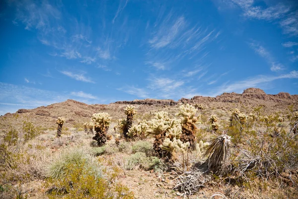 Kaktus drzew — Zdjęcie stockowe