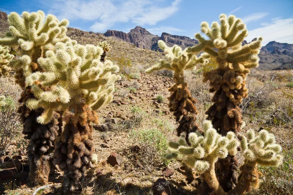 Kaktusbäume — Stockfoto