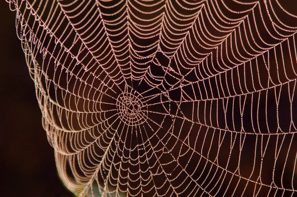 stock image Spider Web