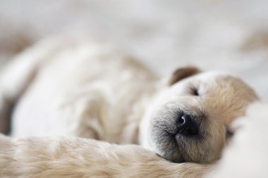 Sleeping puppy poodle clipart