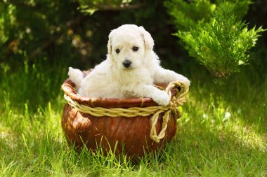 Close Up playful puppies outdoors clipart