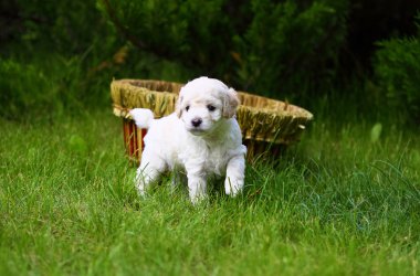 Close Up playful puppy outdoors clipart