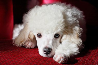 Cute poodle relaxing clipart