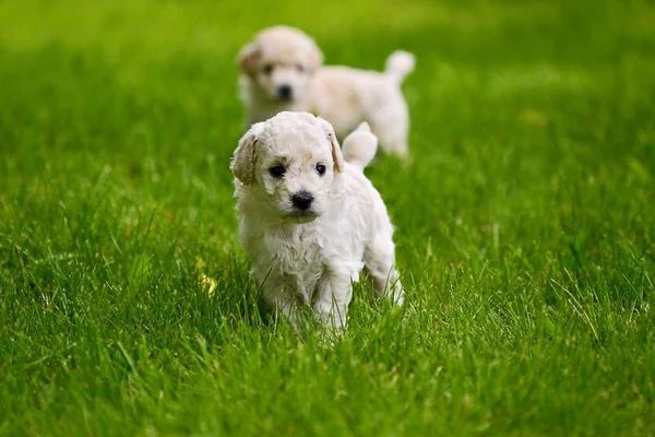 Close Up playful puppies outdoors — Stock Photo, Image