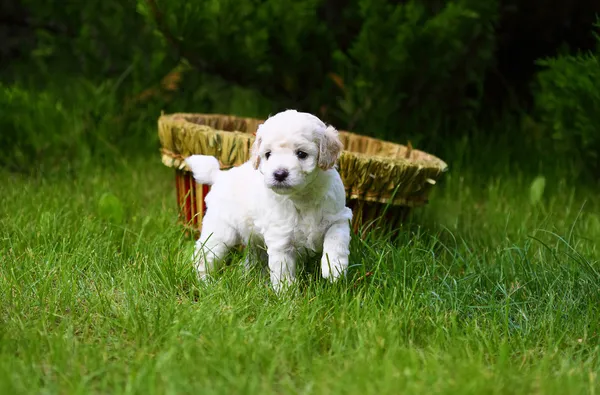 Close Up playful puppy outdoors — Stock Photo, Image