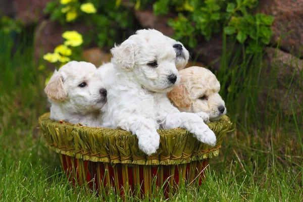 Close Up cachorros juguetones al aire libre —  Fotos de Stock