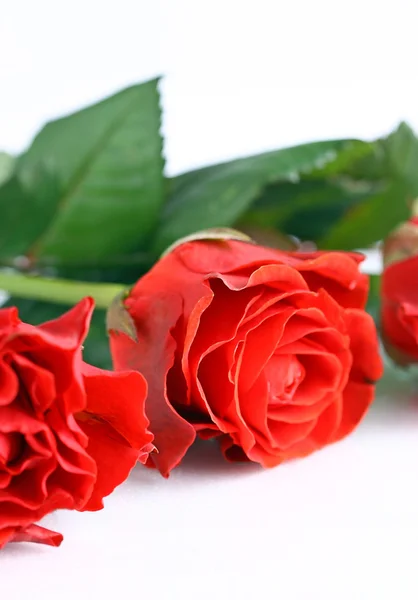 Bellissime rose rosse su sfondo bianco — Foto Stock