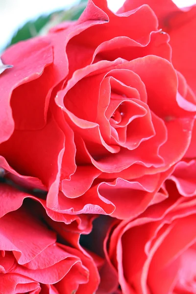 Bellissime rose rosse su sfondo bianco — Foto Stock