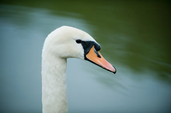 Gratie — Stockfoto