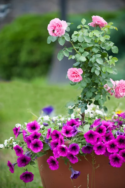 Rosa flores — Fotografia de Stock